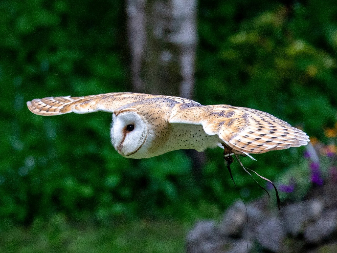 Opening Times & Prices for the National Centre for Birds of Prey